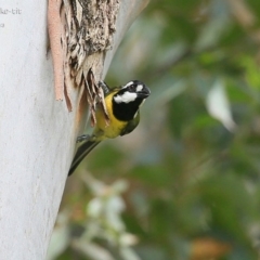 Falcunculus frontatus at Yadboro, NSW - 10 Oct 2014 12:00 AM