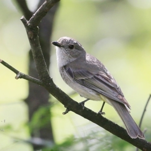 Pachycephala pectoralis at Yadboro, NSW - 10 Oct 2014