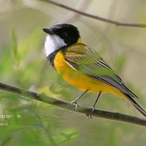 Pachycephala pectoralis at Yadboro, NSW - 10 Oct 2014