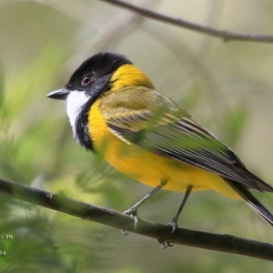 Pachycephala pectoralis at Yadboro, NSW - 10 Oct 2014