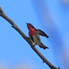 Dicaeum hirundinaceum (Mistletoebird) at Narrawallee, NSW - 10 Oct 2014 by Charles Dove