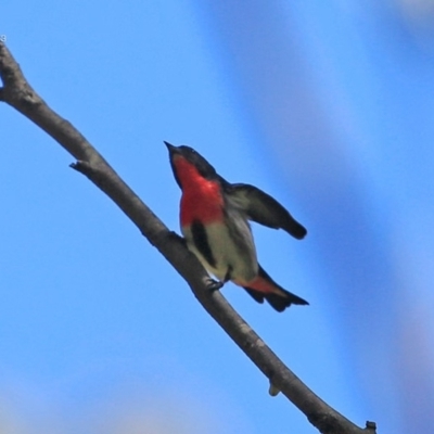 Dicaeum hirundinaceum (Mistletoebird) at Narrawallee, NSW - 10 Oct 2014 by Charles Dove