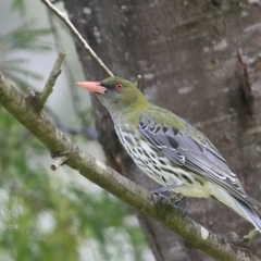 Oriolus sagittatus (Olive-backed Oriole) at Yadboro, NSW - 9 Oct 2014 by Charles Dove