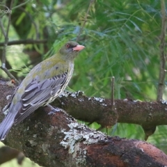 Oriolus sagittatus at Yadboro, NSW - 10 Oct 2014 12:00 AM