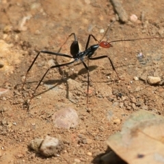 Leptomyrmex erythrocephalus (Spider ant) at Yadboro, NSW - 9 Oct 2014 by Charles Dove