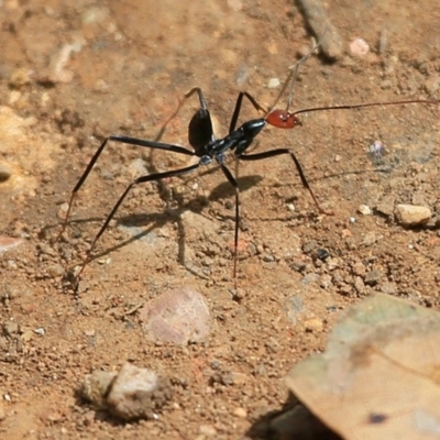 Leptomyrmex erythrocephalus (Spider ant) at Yadboro, NSW - 9 Oct 2014 by Charles Dove