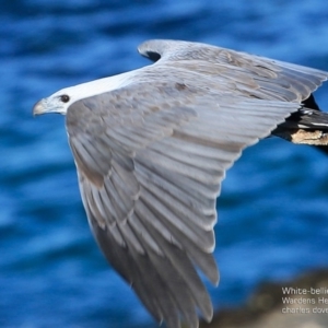 Haliaeetus leucogaster at undefined - 12 Oct 2016 12:00 AM