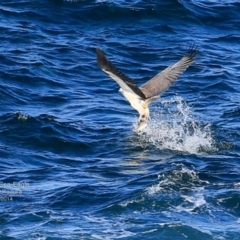 Icthyophaga leucogaster at undefined - 12 Oct 2016 12:00 AM