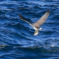 Icthyophaga leucogaster at undefined - 12 Oct 2016 12:00 AM