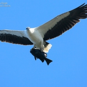 Haliaeetus leucogaster at undefined - 12 Oct 2016