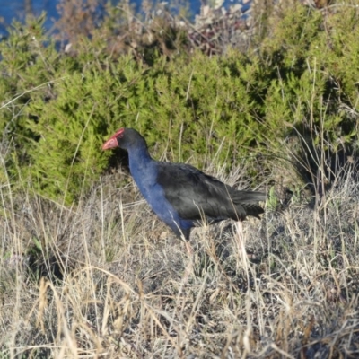 Porphyrio melanotus (Australasian Swamphen) at Lake Burley Griffin West - 14 Jul 2018 by WalterEgo