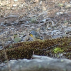 Pardalotus punctatus (Spotted Pardalote) at Mount Ainslie - 20 Jul 2018 by WalterEgo