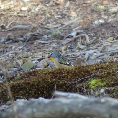 Pardalotus punctatus (Spotted Pardalote) at Majura, ACT - 20 Jul 2018 by WalterEgo