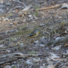 Pardalotus punctatus at Majura, ACT - 20 Jul 2018