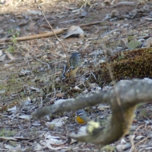 Pardalotus punctatus at Majura, ACT - 20 Jul 2018