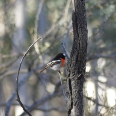 Petroica boodang (Scarlet Robin) at Mount Ainslie - 20 Jul 2018 by WalterEgo