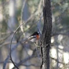 Petroica boodang (Scarlet Robin) at Majura, ACT - 20 Jul 2018 by WalterEgo