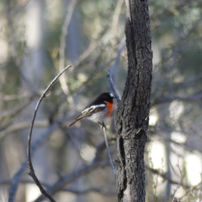 Petroica boodang (Scarlet Robin) at Mount Ainslie - 20 Jul 2018 by WalterEgo