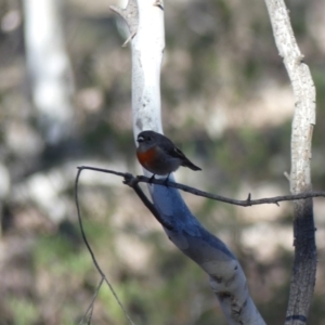 Petroica boodang at Majura, ACT - 20 Jul 2018 02:17 PM