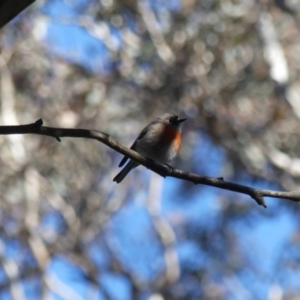 Petroica boodang at Majura, ACT - 20 Jul 2018 02:17 PM