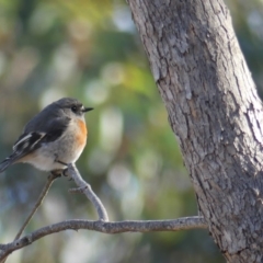 Petroica boodang at Majura, ACT - 20 Jul 2018