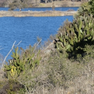 Opuntia stricta at Acton, ACT - 14 Jul 2018