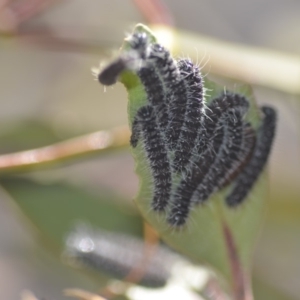 Delias harpalyce at Wamboin, NSW - 19 May 2018