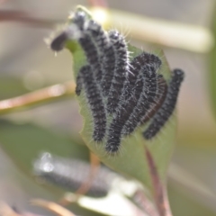 Delias harpalyce at Wamboin, NSW - 19 May 2018