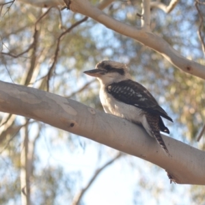 Dacelo novaeguineae at Wamboin, NSW - 19 May 2018 06:21 PM