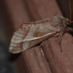 Oxycanus dirempta (Variable Oxycanus) at Wamboin, NSW - 20 May 2018 by natureguy