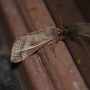 Oxycanus dirempta at Wamboin, NSW - 20 May 2018 11:17 PM