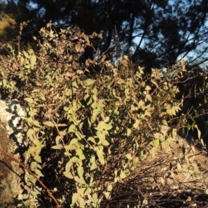 Veronica perfoliata at Greenway, ACT - 17 Jul 2018 06:06 PM