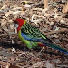 Platycercus eximius at Bruce, ACT - 18 Jul 2018