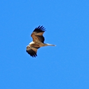 Haliastur sphenurus at Fyshwick, ACT - 21 Jul 2018 01:12 PM