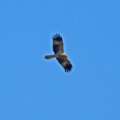 Haliastur sphenurus at Fyshwick, ACT - 21 Jul 2018 01:12 PM