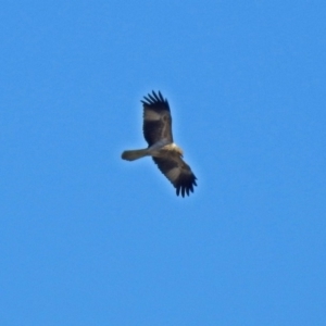 Haliastur sphenurus at Fyshwick, ACT - 21 Jul 2018