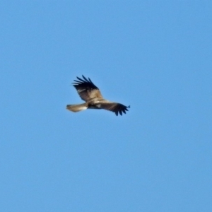 Haliastur sphenurus at Fyshwick, ACT - 21 Jul 2018 01:12 PM