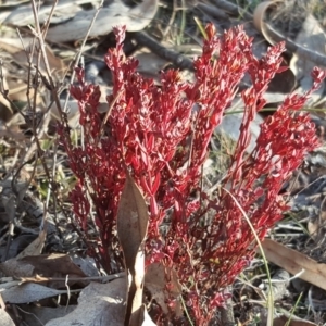 Hypericum gramineum at O'Malley, ACT - 21 Jul 2018