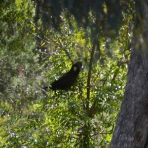 Zanda funerea at Wamboin, NSW - 29 May 2018 03:02 PM