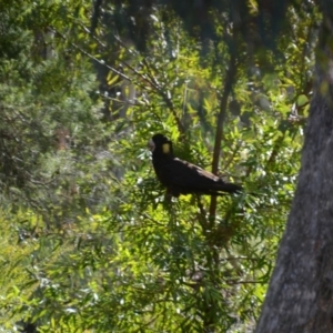 Zanda funerea at Wamboin, NSW - 29 May 2018 03:02 PM