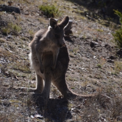 Macropus giganteus (Eastern Grey Kangaroo) at Wamboin, NSW - 29 May 2018 by natureguy