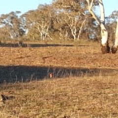 Petroica boodang (Scarlet Robin) at Watson, ACT - 10 Jul 2018 by waltraud