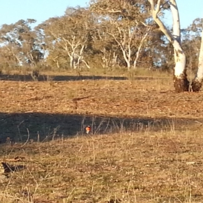 Petroica boodang (Scarlet Robin) at Mount Majura - 10 Jul 2018 by waltraud