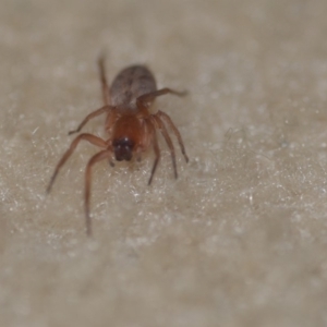 Clubiona sp. (genus) at Wamboin, NSW - 21 Jun 2018 10:06 PM