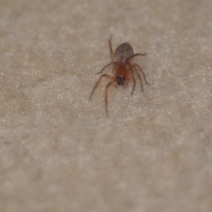 Clubiona sp. (genus) at Wamboin, NSW - 21 Jun 2018 10:06 PM