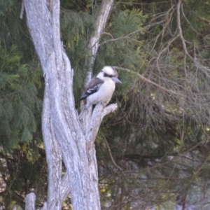 Dacelo novaeguineae at Wamboin, NSW - 24 Jun 2018