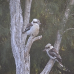 Dacelo novaeguineae at Wamboin, NSW - 24 Jun 2018