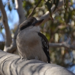 Dacelo novaeguineae at Wamboin, NSW - 24 Jun 2018 06:32 PM