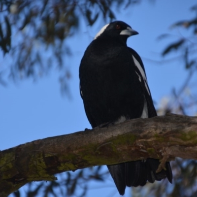 Gymnorhina tibicen (Australian Magpie) at Wamboin, NSW - 24 Jun 2018 by natureguy