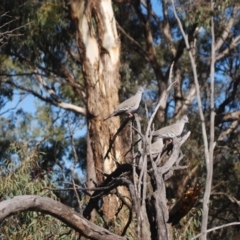 Ocyphaps lophotes (Crested Pigeon) at Mulligans Flat - 16 Apr 2018 by natureguy